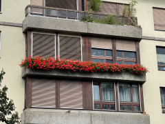 Geranien Balkon